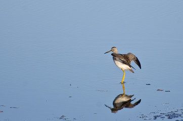 Lone Sandpiper in Shallow Water
