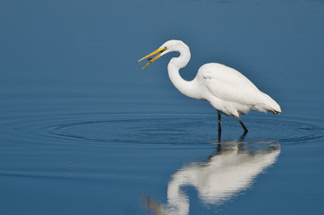 Great Egret Eating Fish