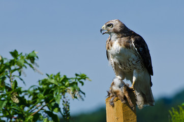 Red-Tailed Hawk With Captured Prey