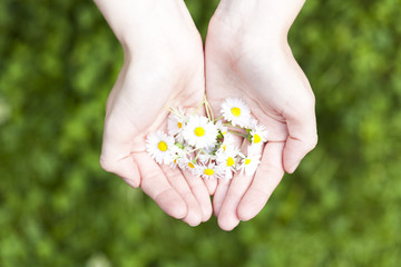 new life, plant in hands - grass background 
