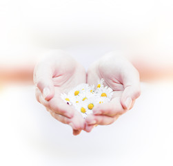 new life, plant in hands - grass background 