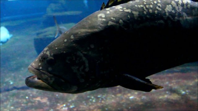 Riesenzackenbarsch (Grant Grouper) Promicrops Ianceolatus
