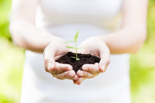 new life, plant in hands - grass background 