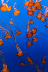 Obraz premium Sea Nettle Jellyfish background