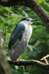Nachtreiher (Night Heron) Nycticorax nycticorax