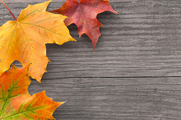 Bunte Ahornblätter auf altem Holz, Herbst, grunge, plakativ