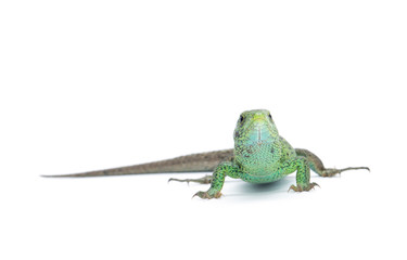 Fototapeta premium Lizard