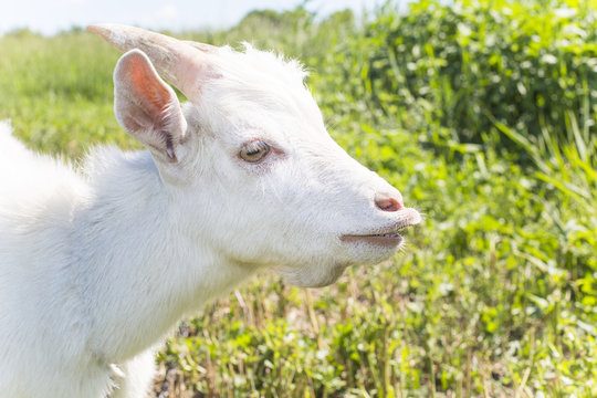 young white goat