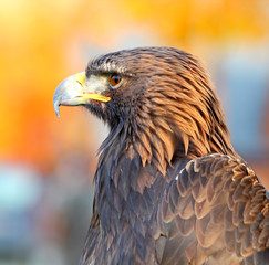 Portrait of a Golden Eagle (Aquila chrysaetos)