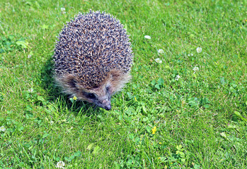 Forest wild hedgehog