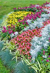 Autumn flowerbed composition