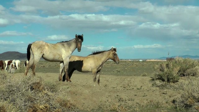 Pferde in der W&uuml;ste horses in the desert Nevada