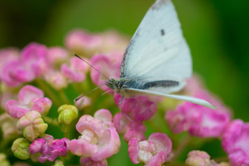 papillon