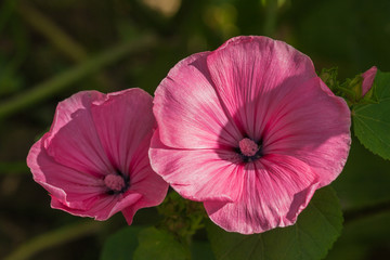 Annual Mallow