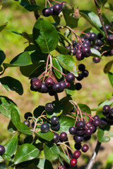 Aronia