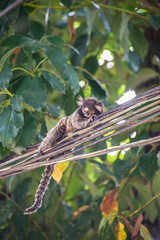 Funny and strange monkey from Brazil island Ilha Grande, Rio do