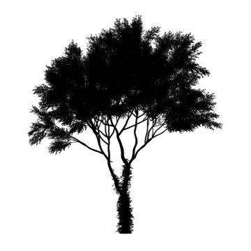 Black tree silhouette isolated on white background