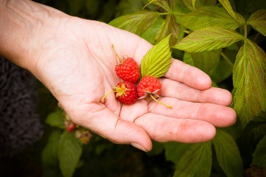 red berries in the hand.  Fresh picked raspberries