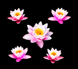 Water lily isolate on the black background. Pink Lotus Flower