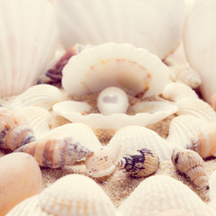 shell on beach  with a instagram filter
