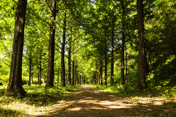 Lighting Tree Trail