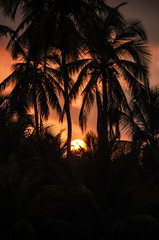 Palm trees silhouette on sunset tropical beach at Colombia. Sout