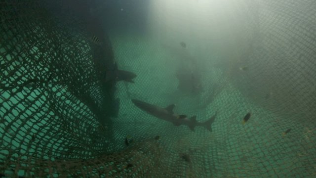 Juvenile white tip reef sharks in ocean conservation pen