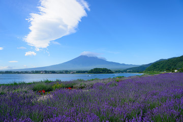 Obraz na płótnie Canvas Mt. Fuji and Lavender at Lakeside of Kawaguchi