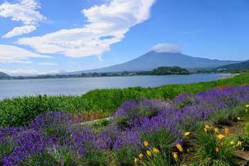 Mt. Fuji and Lavender at Lakeside of Kawaguchi