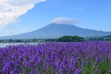 Fototapeta na wymiar Mt. Fuji and Lavender at Lakeside of Kawaguchi
