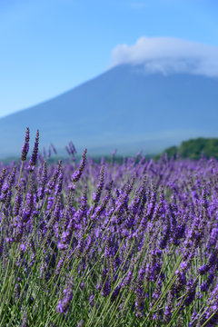 Mt. Fuji and Lavender at Lakeside of Kawaguchi