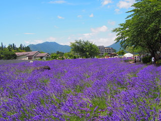 Lavender in the Yagisaki Park at Lakeside of Kawaguchi