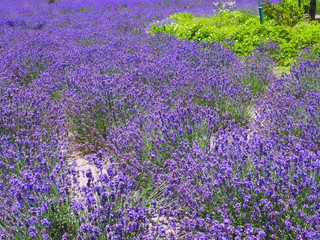 Obraz premium Lavender in the Yagisaki Park at Lakeside of Kawaguchi