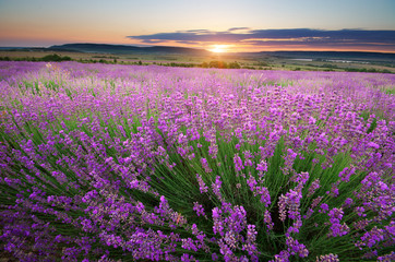 Meadow of lavender - obrazy, fototapety, plakaty