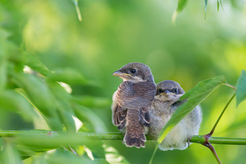 Common Shrike chicks waiting for parrents