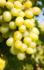 The branch of ripe grape