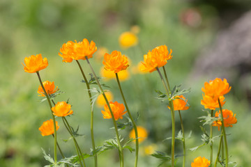 orange flowers