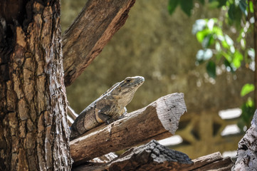Lizzard sun Bath