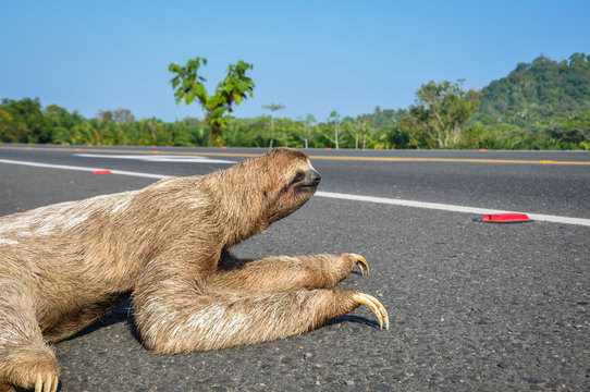 Sloth crossing the Road at Costa Rica.