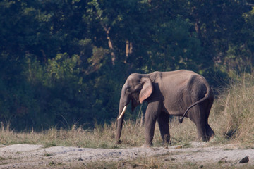 Wild Asian Elephant in Bardia, Nepal
