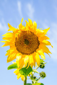young flowering plant sunflower against the sky