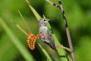 Annas Hummingbird standing on Crocosmia flowers