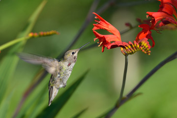 Annas Hummingbird Feeding on Crocosmia flowers