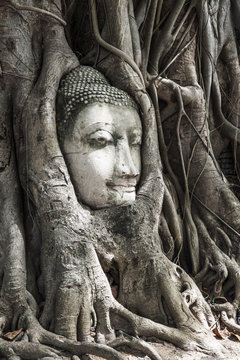 Head of Buddha image in the tree, Ayutthaya, Thailand. Unesco Wo