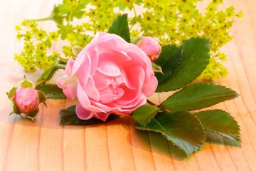 rosenblüte und frauenmantel