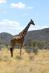 African Giraffes