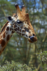 Giraffe