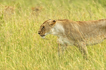 Lions Masai Mara