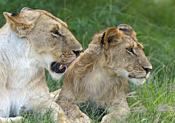 Lions Masai Mara