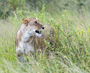 Lions Masai Mara